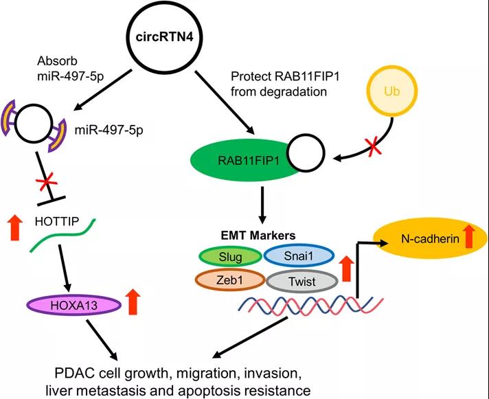 circRTN4促进PDAC发展的机制示意图（图源: Molecular Cancer）