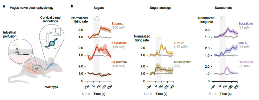 几乎所有的糖都会引起迷走神经放电率的显著增加
