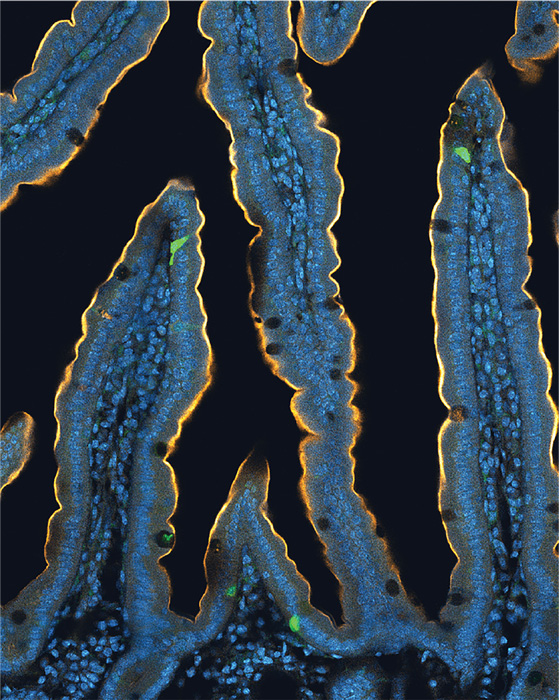 绿色荧光标记的为肠道上皮中的Neuropod细胞