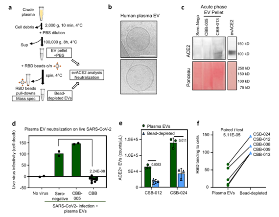 患者血浆中的evACE2能中和SARS-CoV-2