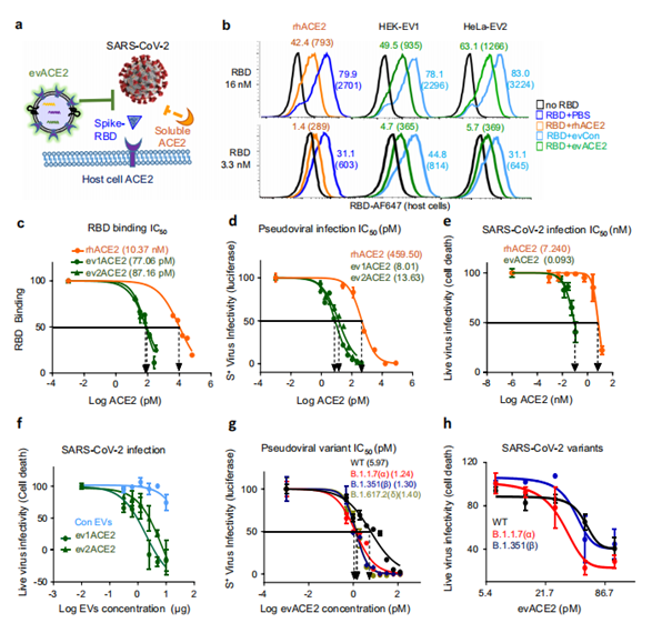 evACE2对RBD结合和SARS-CoV-2变异感染的中和作用
