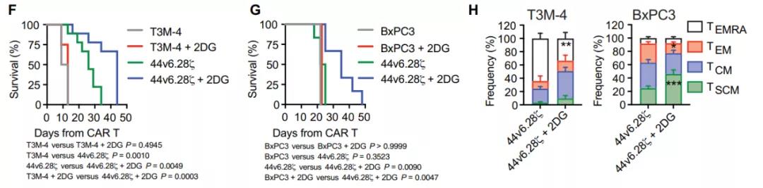 胰腺癌模型中2DG处理、44v6.28细胞治疗的比较（图源：STM）