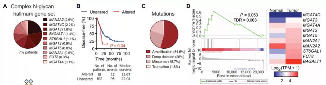 胰腺癌患者的N-聚糖合成相关的基因变异及预后（图源：STM）