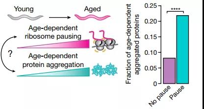 年龄依赖性核糖体停顿与蛋白质聚集之间的关系（图源：Nature）