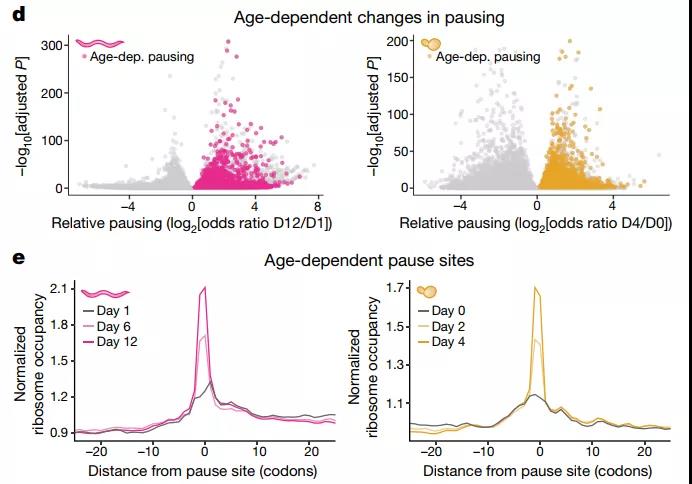 核糖体在衰老过程中停顿及停顿位点与核糖体占据的关系（图源：Nature）