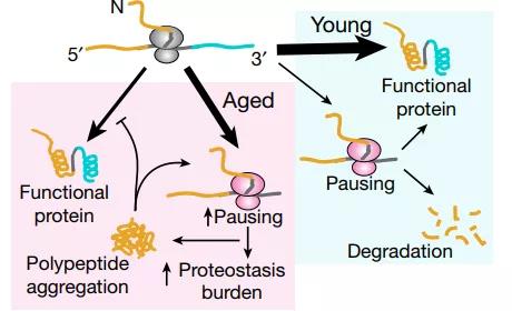 衰老过程中核糖体停顿增加与新生多肽聚集的模型（图源：Nature）