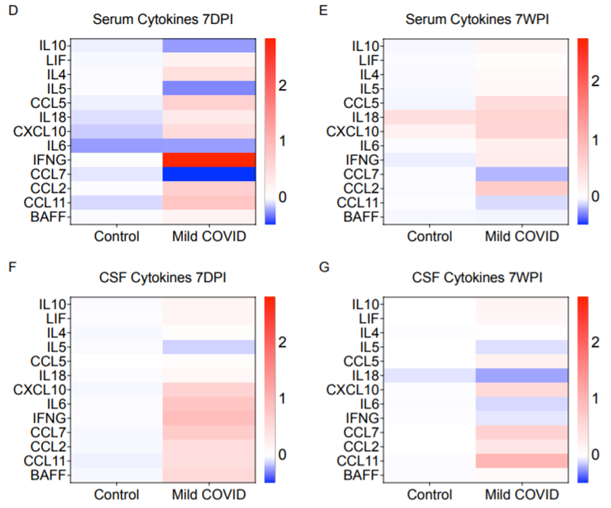 感染后7天和7周的血清、CSF细胞因子分析（图源：bioRxiv）