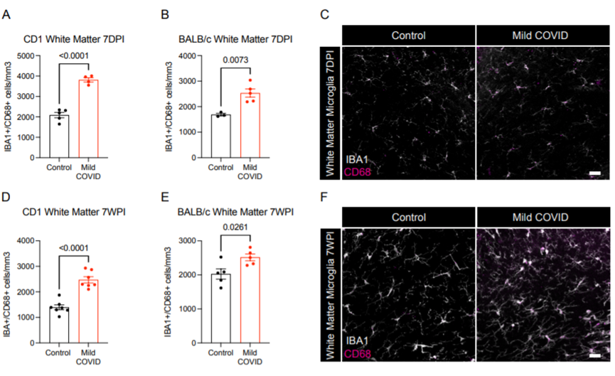 轻度呼吸道感染SARS-CoV-2后小鼠白质小胶质细胞的活化（图源：bioRxiv）