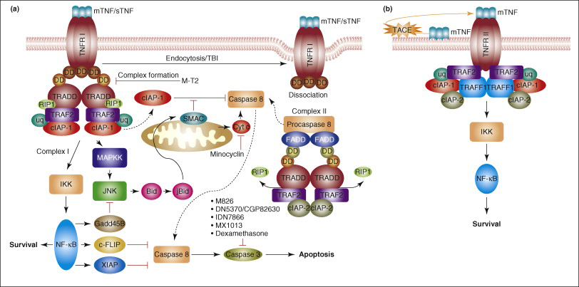 TNF-α与跨膜TNFR相互作用，通过独特而复杂的信号通路控制细胞生存或诱导细胞凋亡