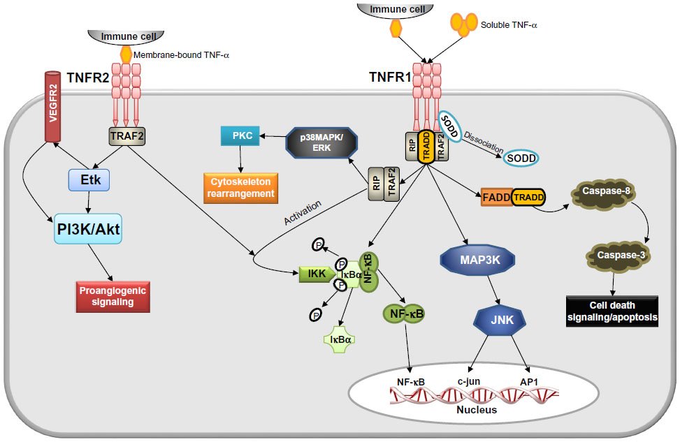 TNF-α是介导细菌感染的免疫应答的一个重要因素