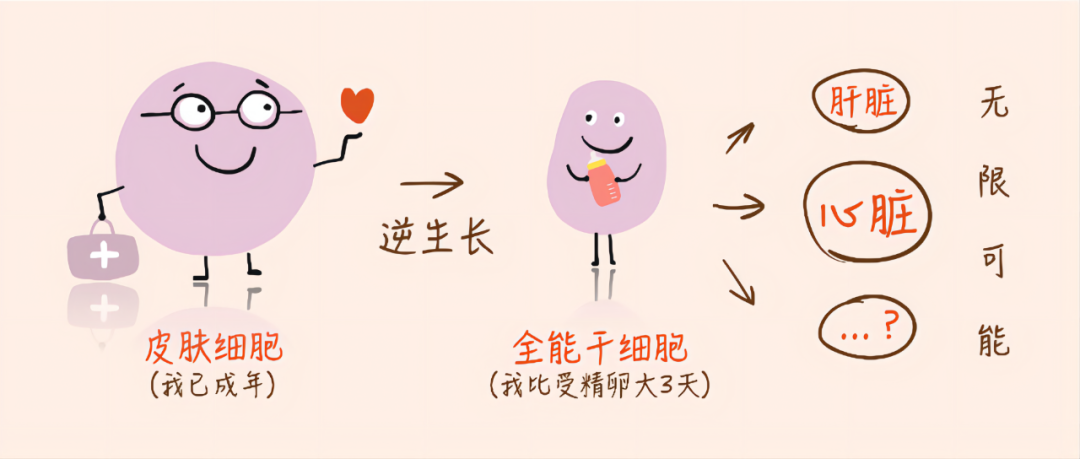 胞