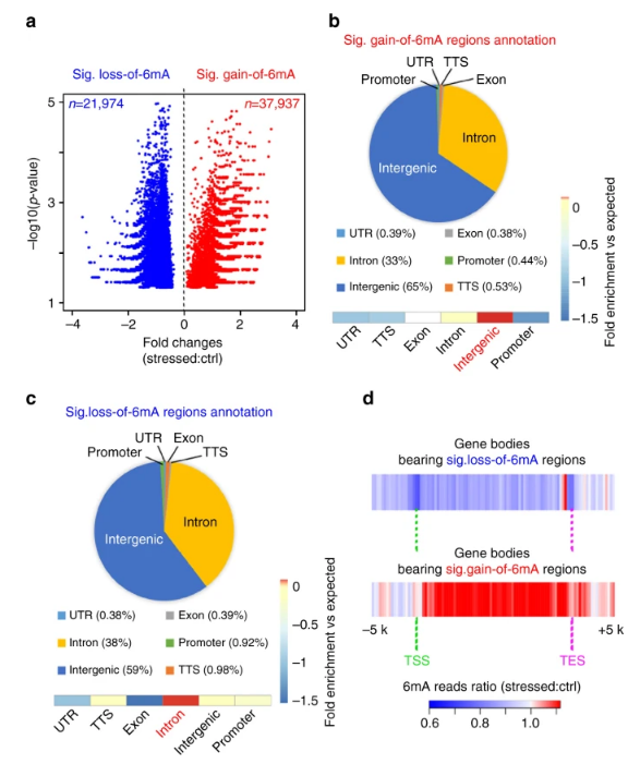 基因内区域6mA响应压力的动态变化