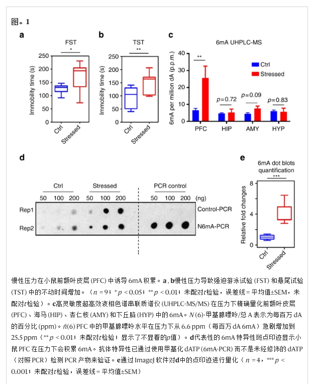 慢性压力在小鼠前额叶皮层(PFC)中诱导6mA积累