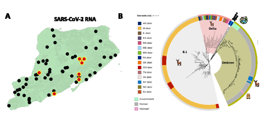 从纽约史坦顿岛白尾鹿中发现的新冠病毒分布和基于全基因组单核苷酸多态性的系统发育