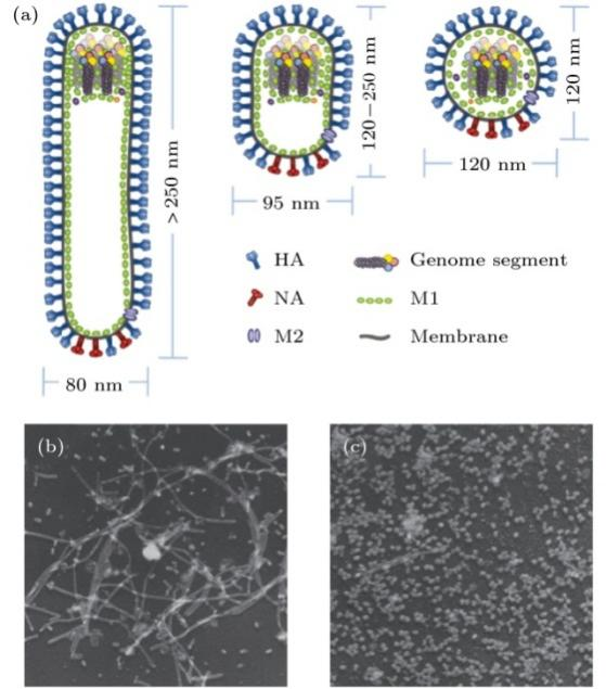 流感病毒结构与形状