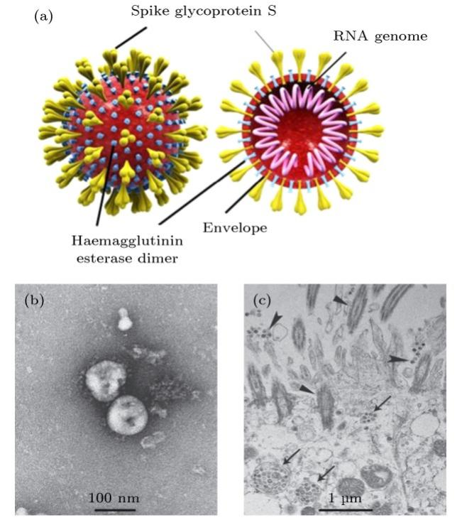新冠病毒结构与透射电子显微图像