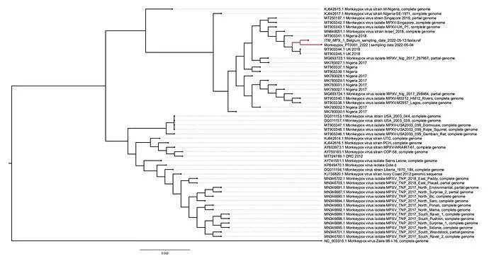 猴痘病毒基因进化树