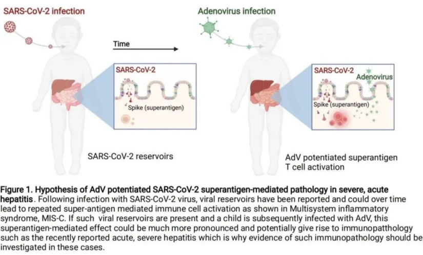腺病毒增强新冠病毒超级抗原介导的严重急性肝炎的病理学示意图