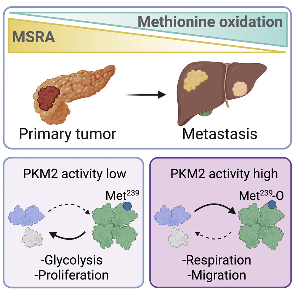 蛋氨酸亚砜还原酶A (MSRA)在转移性胰腺癌细胞中的表达水平异常低