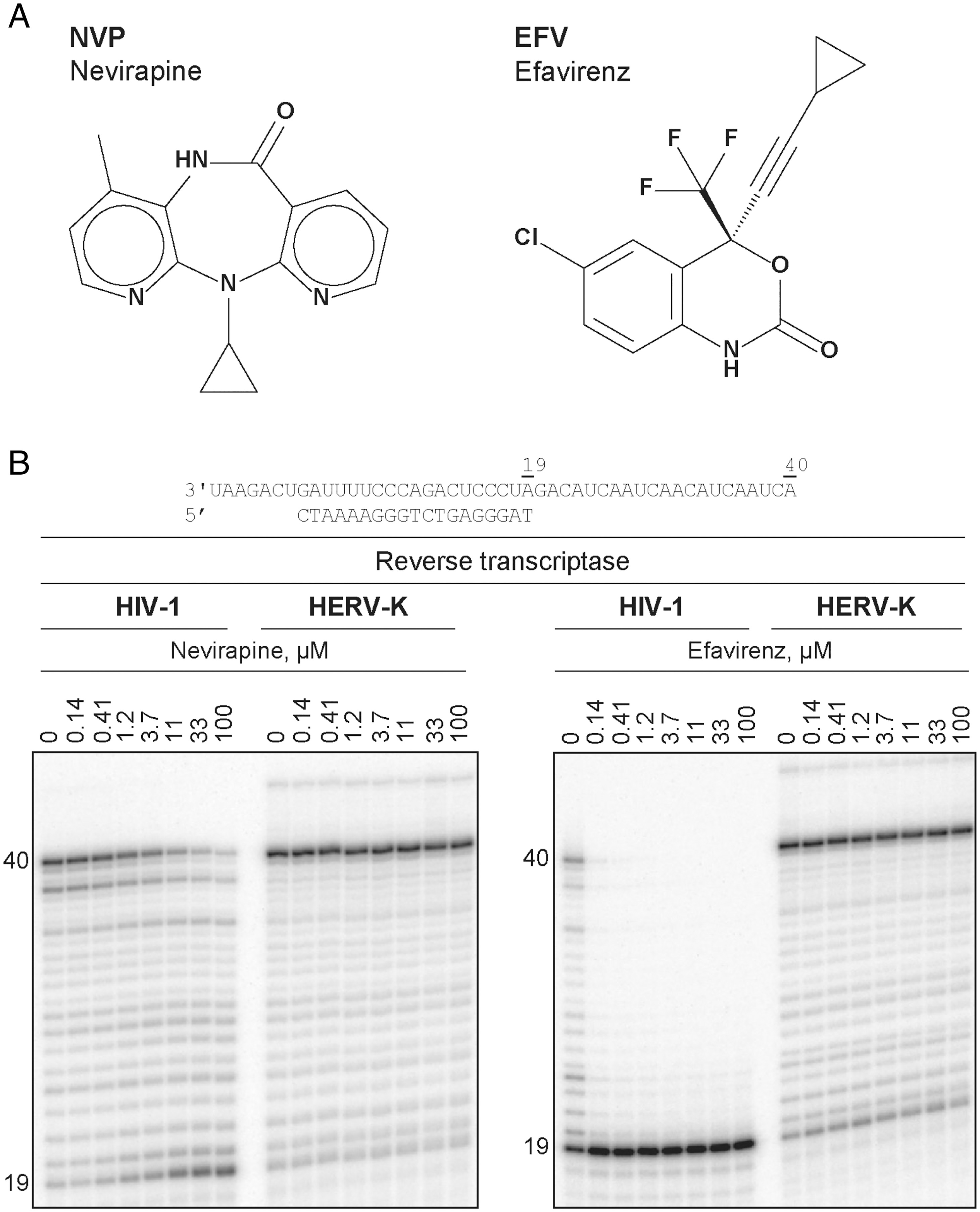 NVP和EFV依赖性抑制HIV-1和HERV-K RTs的DNA聚合活性