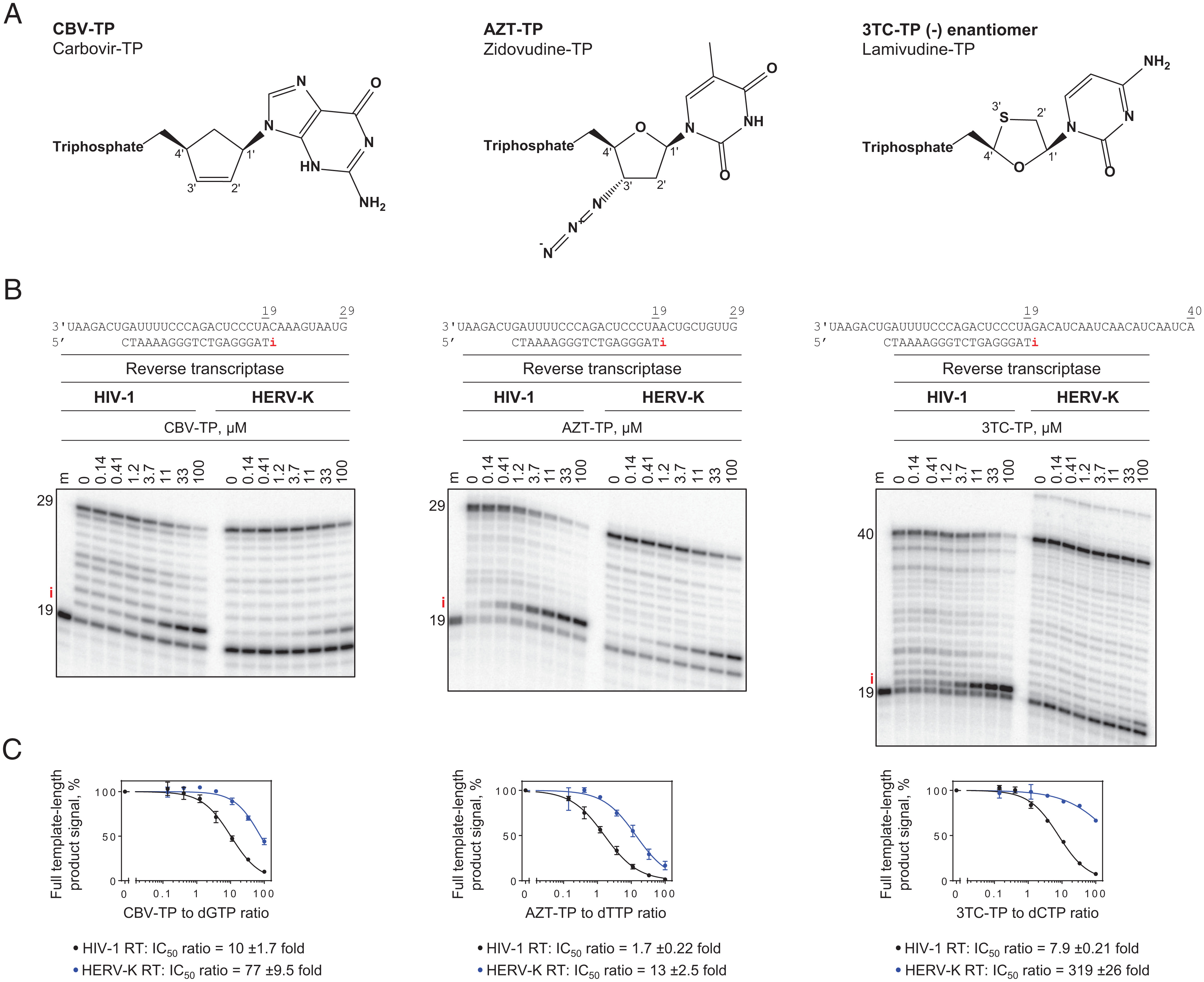 核苷酸类似物依赖性抑制HIV-1和HERV-K RTs的DNA聚合活性
