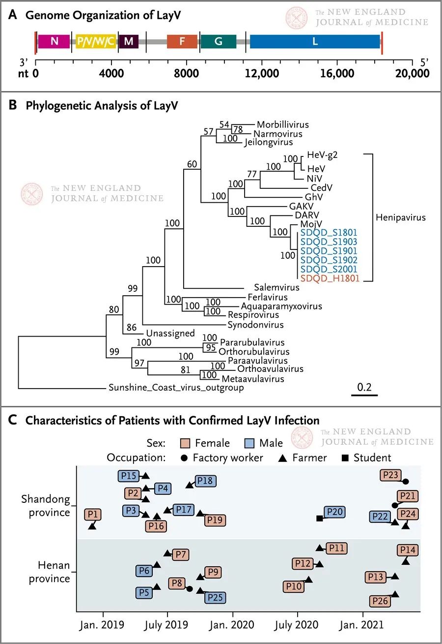 LayV的基因组、系统进化树分析和确诊病患的特征