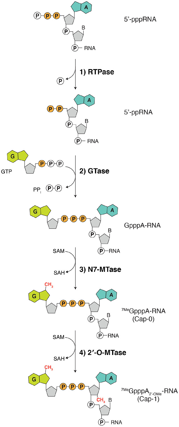 负责SARS-CoV-2 RNA帽合成的分子机制 