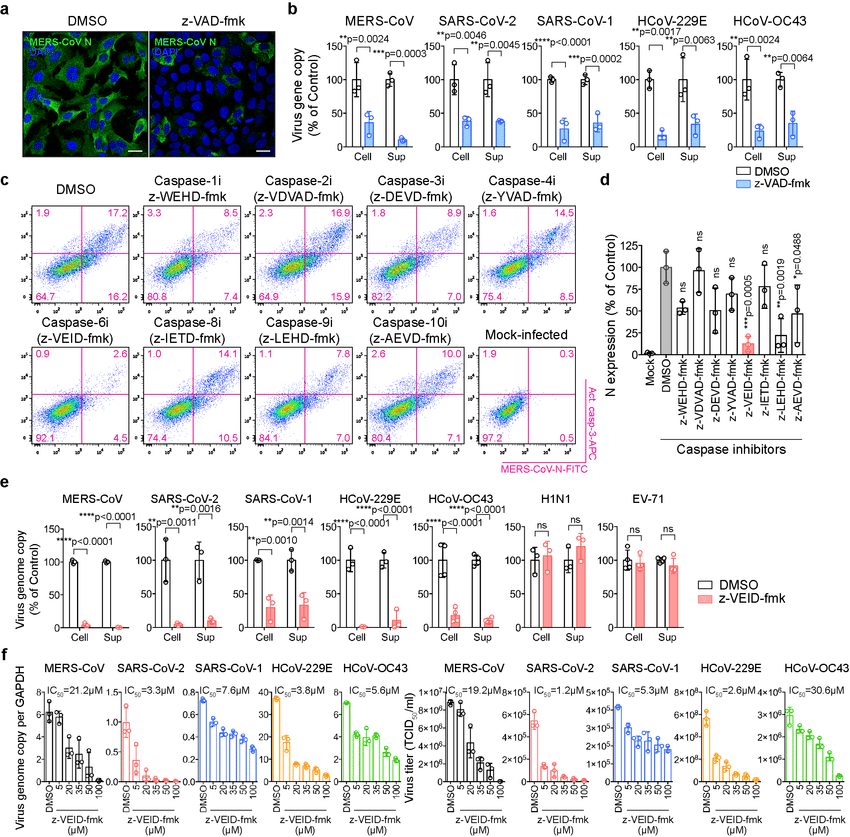 在小鼠模型中，caspase-6的化学抑制剂极大地限制了小鼠适应的MERS-CoV (MERS-CoVMA)的复制