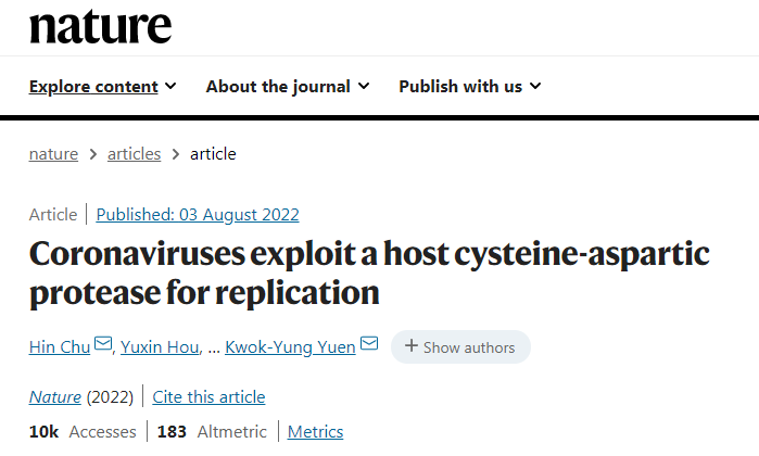 caspase-6在一系列细胞系、人离体肺组织、人肠道类器官和动物模型中对冠状病毒复制的影响