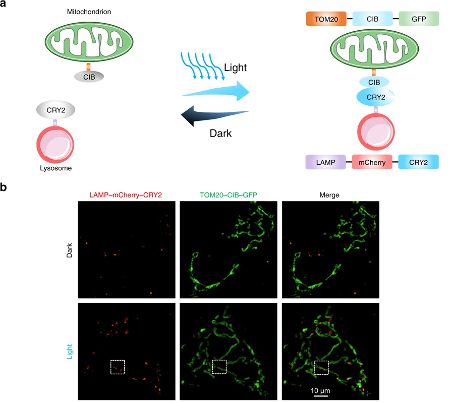 光遗传学可用于诱导线粒体-溶酶体接触