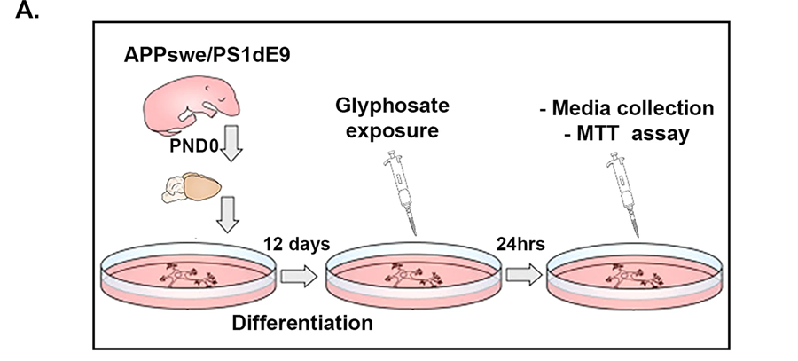 来源于APP/PS1幼鼠原代皮层神经元经培养