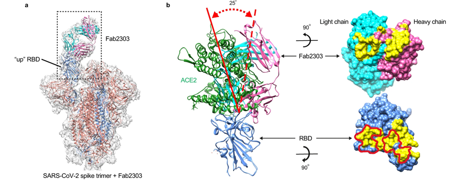 对Fab2303与SARS-CoV-2刺突蛋白三聚体和RBD形成复合物的结构分析