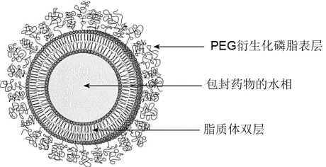 PEG化脂质体基本结构