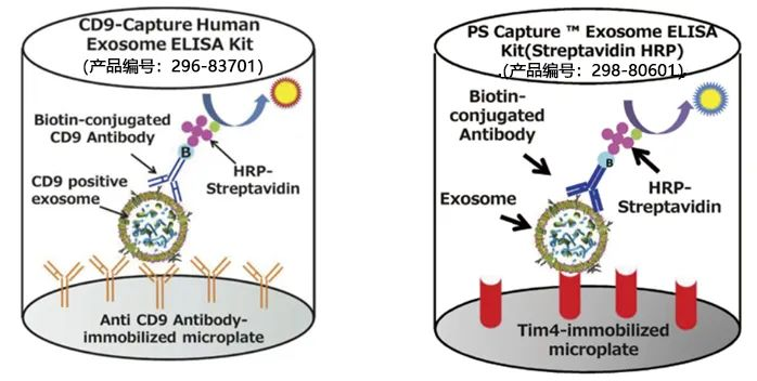 总结外泌体的鉴定方式|产品推荐|西宝生物科技（上海）股份有限公司-咨询电话：400-021-8158