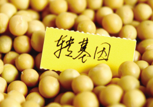 拜耳证实中国批准进口该公司研发的LL55转<font color='red'>基因</font>大豆 拜耳证实中国批准进口该公司研发的LL55转<font color='red'>基因</font>大豆