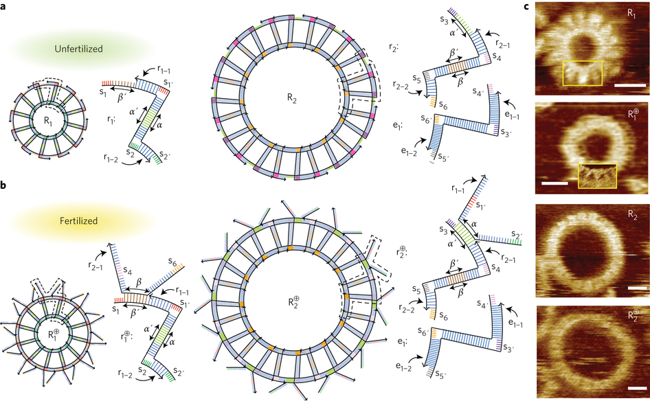 DNA环状<font color='red'>分子</font>的自主复制 DNA环状<font color='red'>分子</font>的自主复制