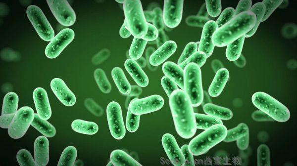 联合国大会公众健康重要议题 耐药性细菌是如何进入到日常生活环境中的？