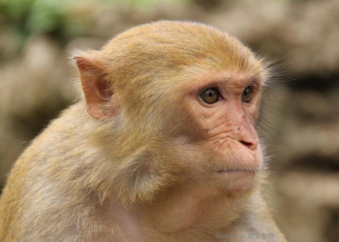 科学家首次治愈了猴子的<font color='red'>艾滋病</font>