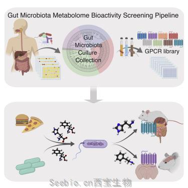 Cell：肠道细菌研究的下一个前沿领域:挖掘肠道细菌产生的<font color='red'>分子</font>