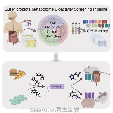 Cell：肠道细菌研究的下一个前沿领域:挖掘肠道细菌产生的分子