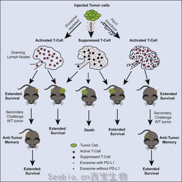 Cell：重磅！抑制外泌体<font color='red'>PD-L1</font>可诱导全身性的抗肿瘤免疫反应