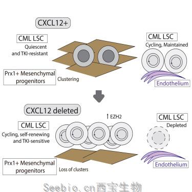 Cell Stem Cell：揭示维持<font color='red'>白血病干细胞</font>新机制！有望彻底打击癌干细胞