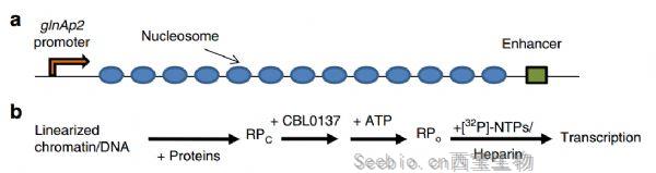 Nat Commun：科学家用小分子改变<font color='red'>DNA</font>三维结构，有望开发新型抗癌药物