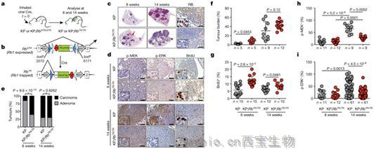 Nature：操纵肿瘤抑制基因RB有望治疗<font color='red'>肺癌</font>