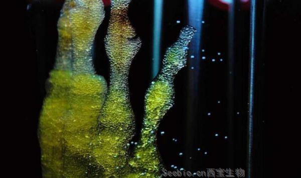 Stem Cells：新技术或能利用几毫升血液制造大量干<font color='red'>细胞</font> 有望开发出心血管疾病潜在疗法