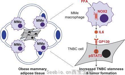 J Exp Med：肥胖会重置乳房中的免疫细胞，促进肿瘤的形成