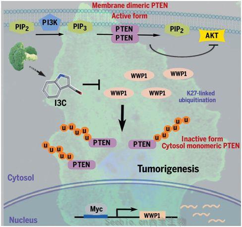 Science：揭示西兰花抗癌新机制！让肿瘤抑制基因再激活的新型抗癌疗法出炉