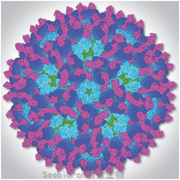 Cell：揭示<font color='red'>基孔肯雅病毒</font>与Mxra8受体结合在一起时的三维结构，有望开发新的疫苗和药物