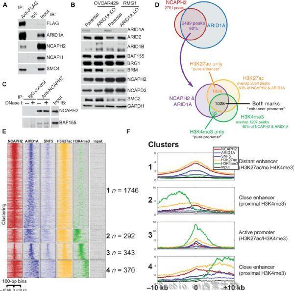 Science子刊：发现经常突变的癌蛋白的空间染色体组织的新作用