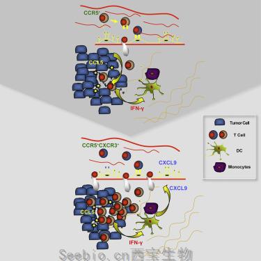 Cancer Cell：研究揭示决定T细胞定植并攻击肿瘤的<font color='red'>细胞因子</font>！